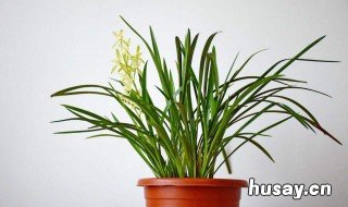 什么是养花的复合肥 养花用什么样的复合肥