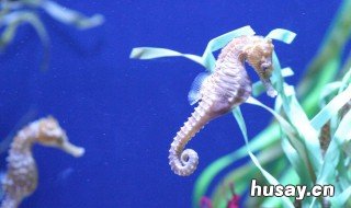海马吃什么长大的 海马都吃些什么