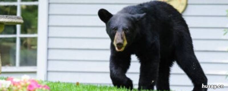 熊是益兽还是害兽 熊是益兽还是害兽蚂蚁庄园