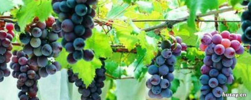 葡萄里面有小葡萄怎么回事 葡萄里长小葡萄