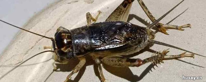 蛐蛐泛滥怎么回事 蛐蛐遍地都是什么原因造成