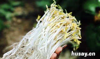 在家怎么发豆芽 在家如何发豆芽