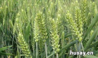 2019河南审定小麦品种 河南省推荐小麦品种