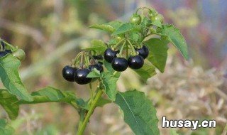 龙葵果的功效与作用 龙葵果的功效与作用治什么病呢?