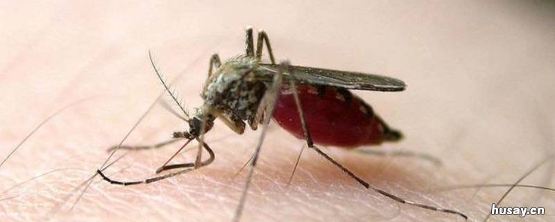 为什么蚊子咬人 为什么蚊子咬人后打死没血