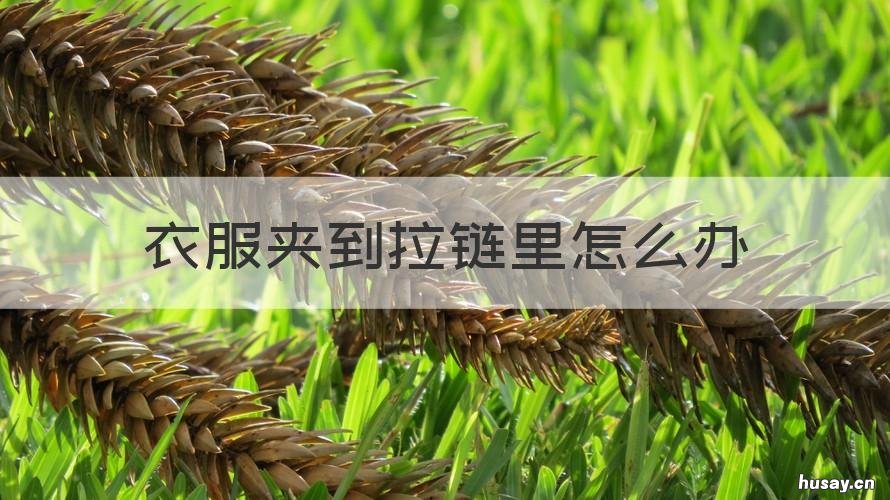 衣服夹到拉链里怎么办 衣服夹在拉链里了怎么方便拿出来