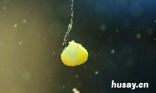 玉米野钓鲫鱼怎么钓 怎么用玉米钓鲫鱼