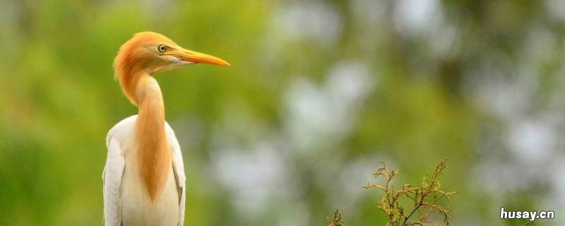 田里像白鹭的是什么鸟 田里的白鸟叫什么