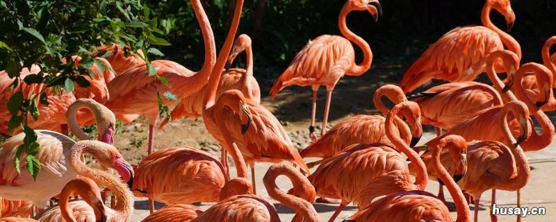 为什么火烈鸟要把头啄破 火烈鸟啄脑袋