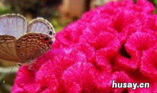 鸡冠花什么时候开花 鸡冠花什么时候开花什么时候凋谢