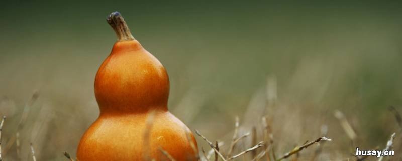 青葫芦怎么变干葫芦 青皮葫芦怎么处理成干葫芦