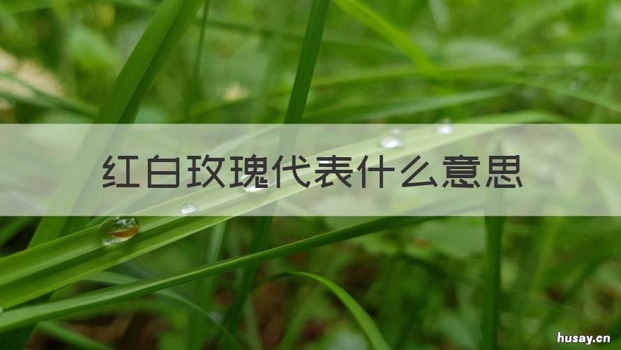 红白玫瑰代表什么意思 红白玫瑰含义