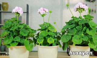 天竺葵的养殖方法及注意事项 天竺葵的养殖方法和注意事项 盆栽
