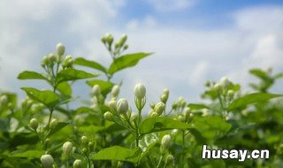 喝茉莉花茶有什么好处 空腹喝茉莉花茶有什么好处