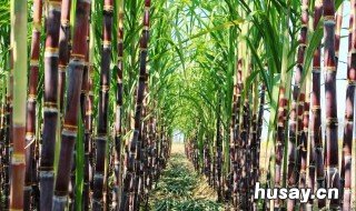 黑心甘蔗能吃吗 黑心甘蔗能吃吗图片