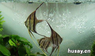 埃及神仙鱼该怎么饲养 观赏鱼埃及神仙的养殖方法