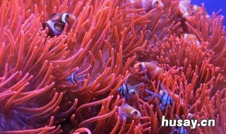 珊瑚礁是珊瑚虫死后形成的吗 珊瑚虫怎么形成珊瑚礁