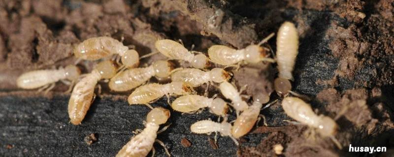 白蚁怎么灭 白蚁怎么灭绝