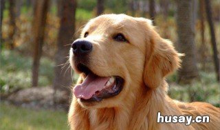 金毛犬的形态特征 金毛犬的外形特征