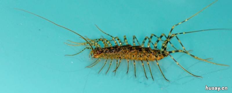 楼房有蚰蜒是从哪进来的 高层怎么会有蚰蜒