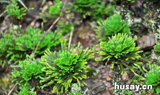 九死还魂草的功效 九死还魂草的功效与作用视频