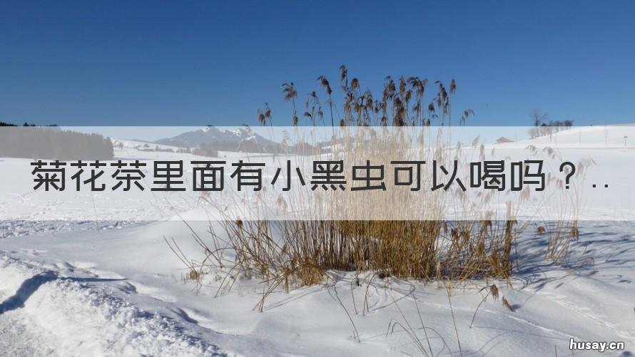 菊花茶里面有小黑虫可以喝吗 菊花泡茶有黑虫能喝吗