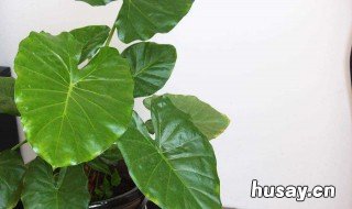 滴水观音怎么繁殖 滴水观音繁殖方法和注意事项