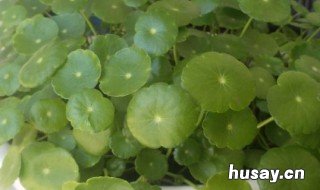 金钱草繁殖的方式 金钱草花的养殖方法