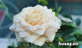 白月季的养殖方法和注意事项 月季的养殖方法和注意事项养殖日记