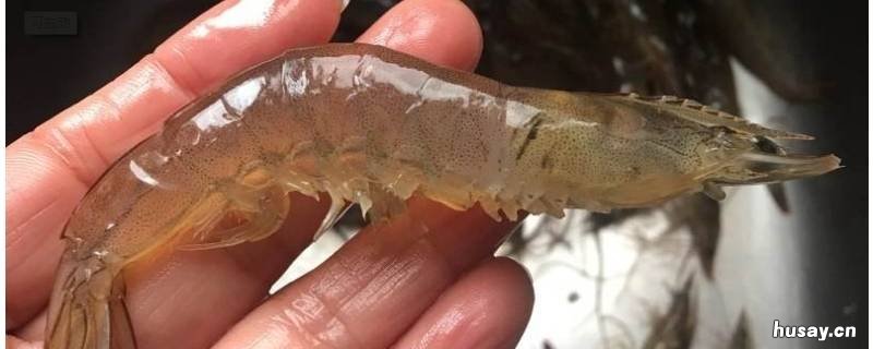 活虾能不能直接放冰箱 活虾可以直接放冰箱吗