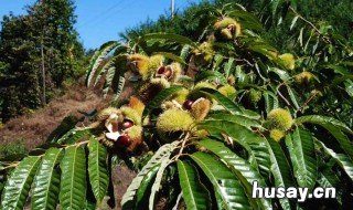 板栗树的养殖方法和注意事项 板栗树的栽培技术与管理