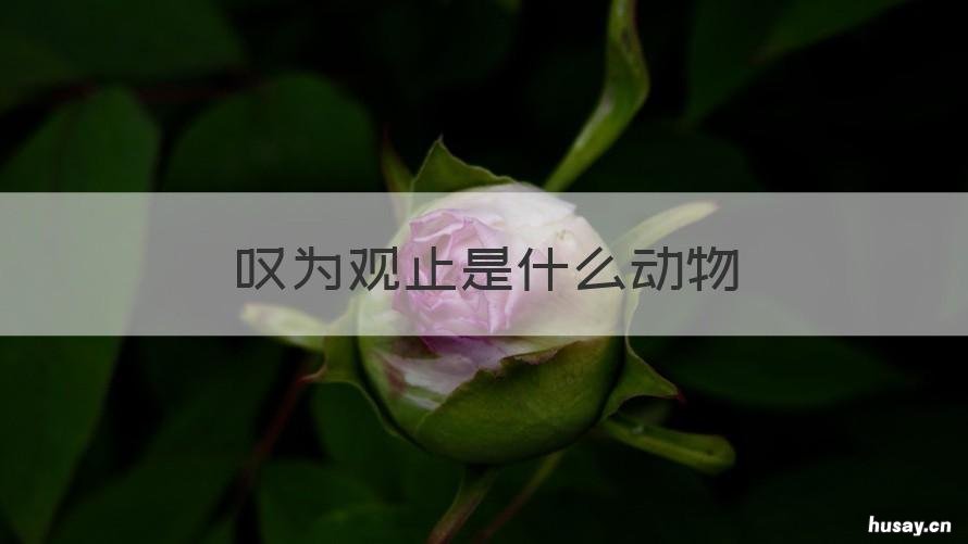 叹为观止是什么动物 叹为观止指什么动物