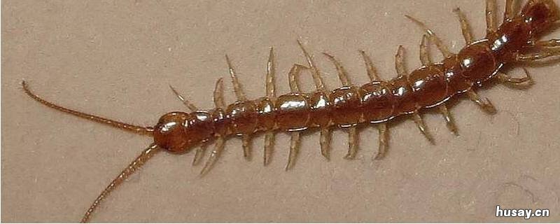怎么杀蜈蚣 怎样杀蜈蚣
