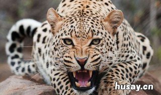 豹子吃什么食物 魔兽世界豹子吃什么食物