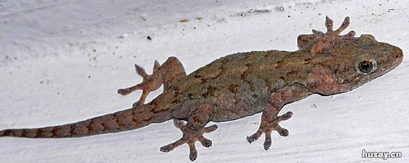 壁虎进家是吉祥还是凶 壁虎进家是什么预兆