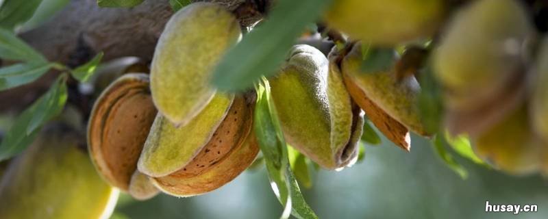 刀果巴旦木和巴旦木的区别 巴旦木龙果和刀果的区别