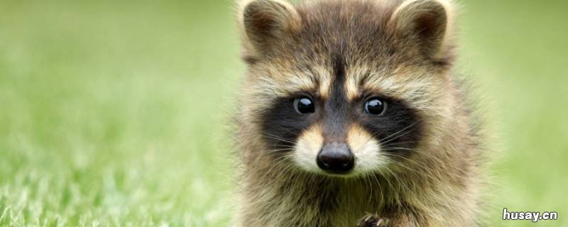 小浣熊吃什么食物为主 小浣熊吃什么东西