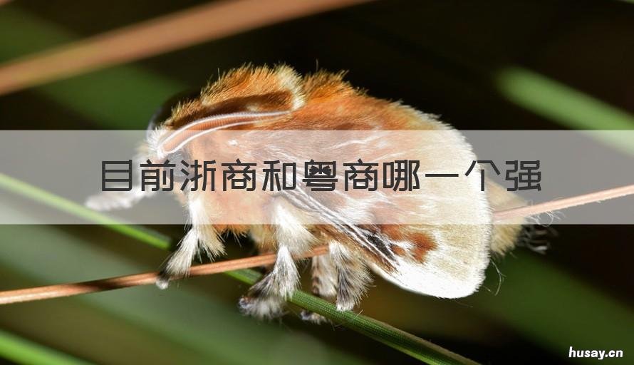 目前浙商和粤商哪一个强 目前浙商和粤商哪一个强一些