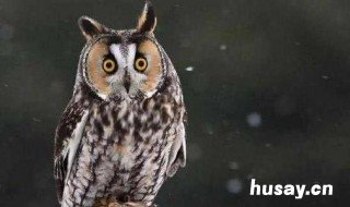 怎么驱赶猫头鹰 怎么驱赶猫头鹰视频