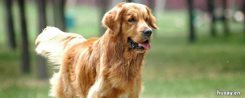 狗丢了可以报警吗 丢了狗狗可以报警吗