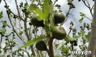 家里种无花果树好不好 家里种无花果树好不好?