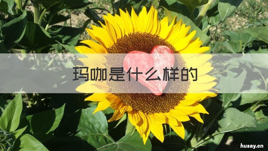 玛咖是什么样的 玛咖是干嘛的?