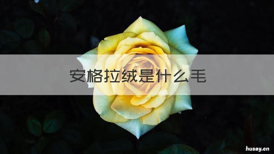 安格拉绒是什么毛 安格拉毛是什么面料
