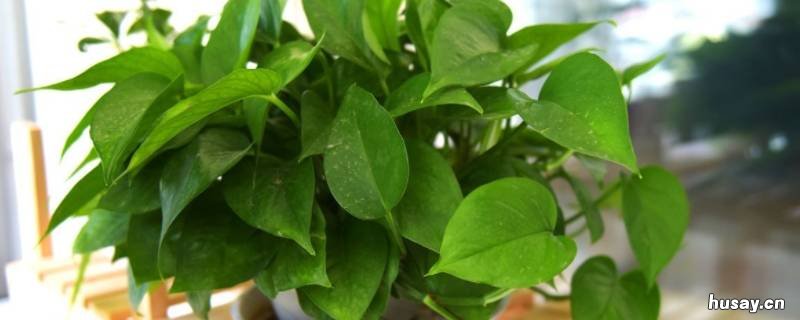 去甲醛的植物有哪些 最去甲醛的植物是什么植物