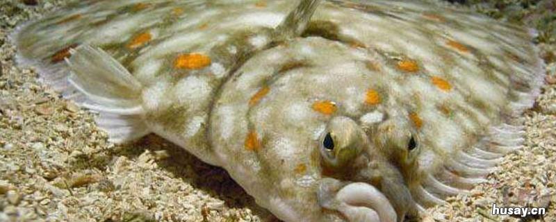 比目鱼是什么鱼 比目鱼是什么鱼贵吗?