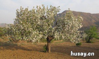 海棠怎么修剪 长寿冠海棠怎么修剪