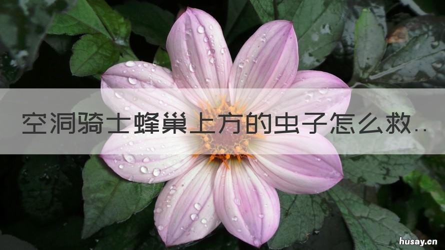 空洞骑士蜂巢上方的虫子怎么救 空洞骑士蜂巢右上角的虫子怎么拿