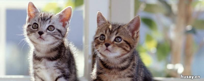 猫的寿命究竟是多少年 猫的寿命大约是多少年