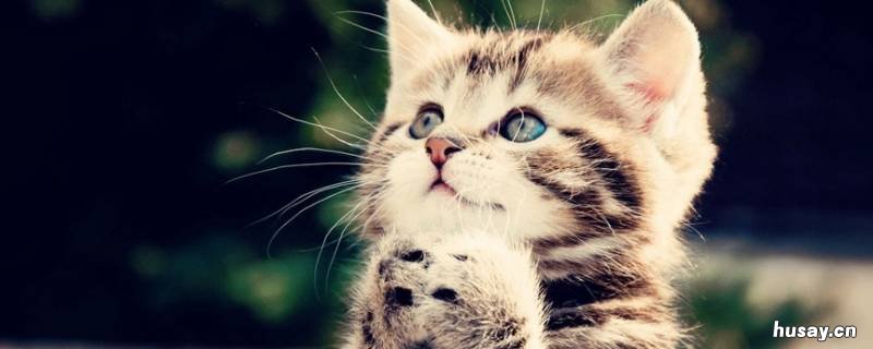 猫多久洗一次澡合适 一般猫多长时间洗一次澡合适?