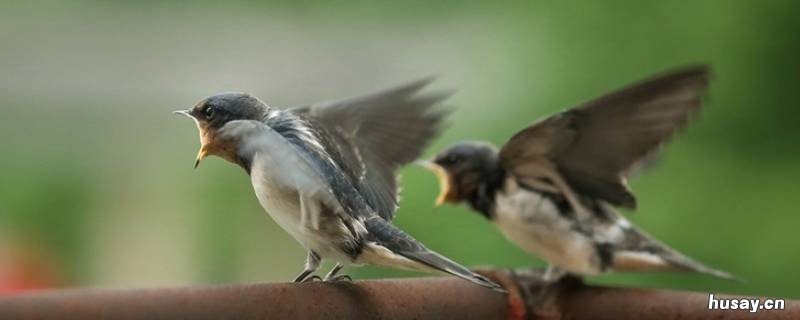 小燕子穿花衣是什么的主题曲 小燕子穿花衣是哪个电视的主题曲